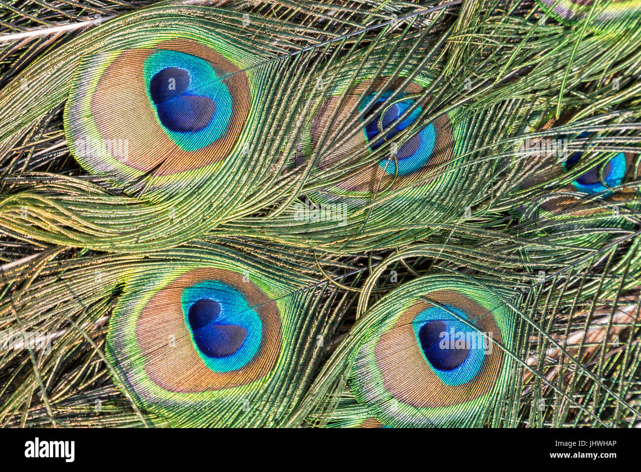 Close-up of colorful Peacock (Indian peafowl or blue peafowl (Pavo cristatus)) feathers. Stock Photo