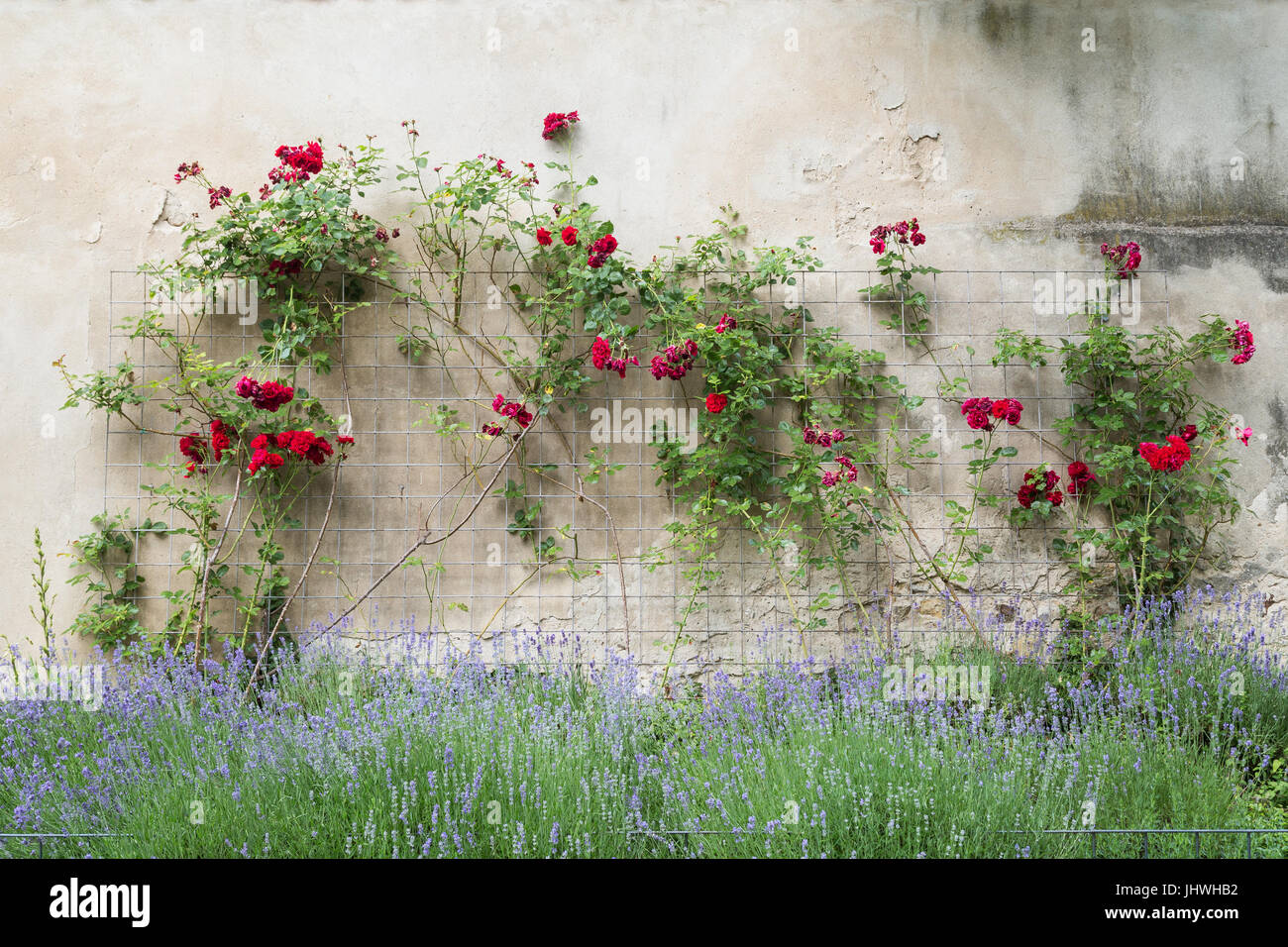 Climbing red roses on a frame on a stone wall and blooming bush. Stock Photo