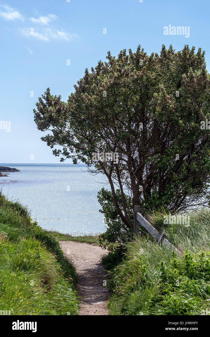 Hill walking, large tree on a rough path along the coastline with a calm blue sea and sky in the background Stock Photo