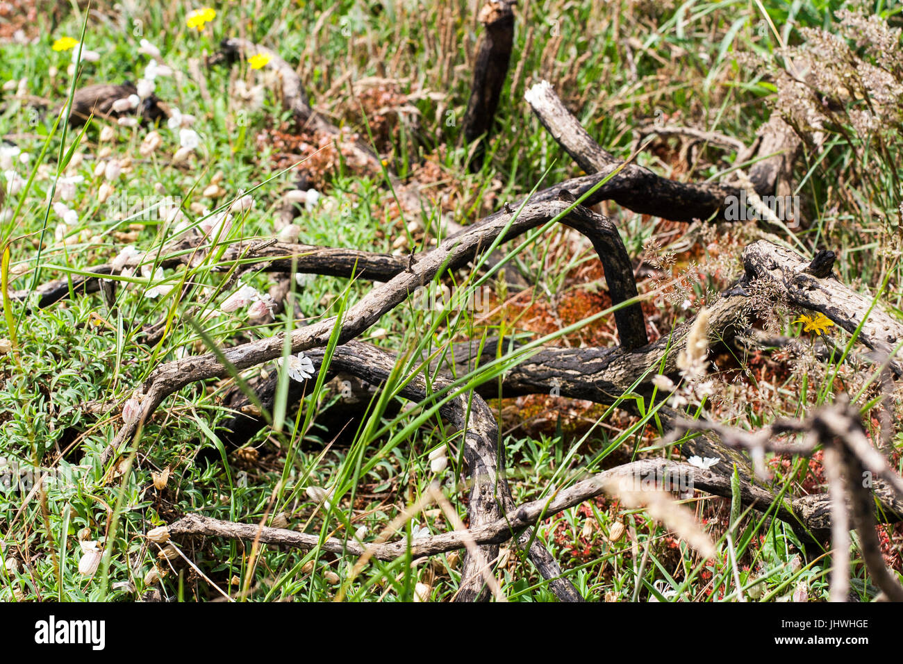 Trees burnt from Gorse Fire on Cliff Tops in Howth Dublin Ireland Stock ...
