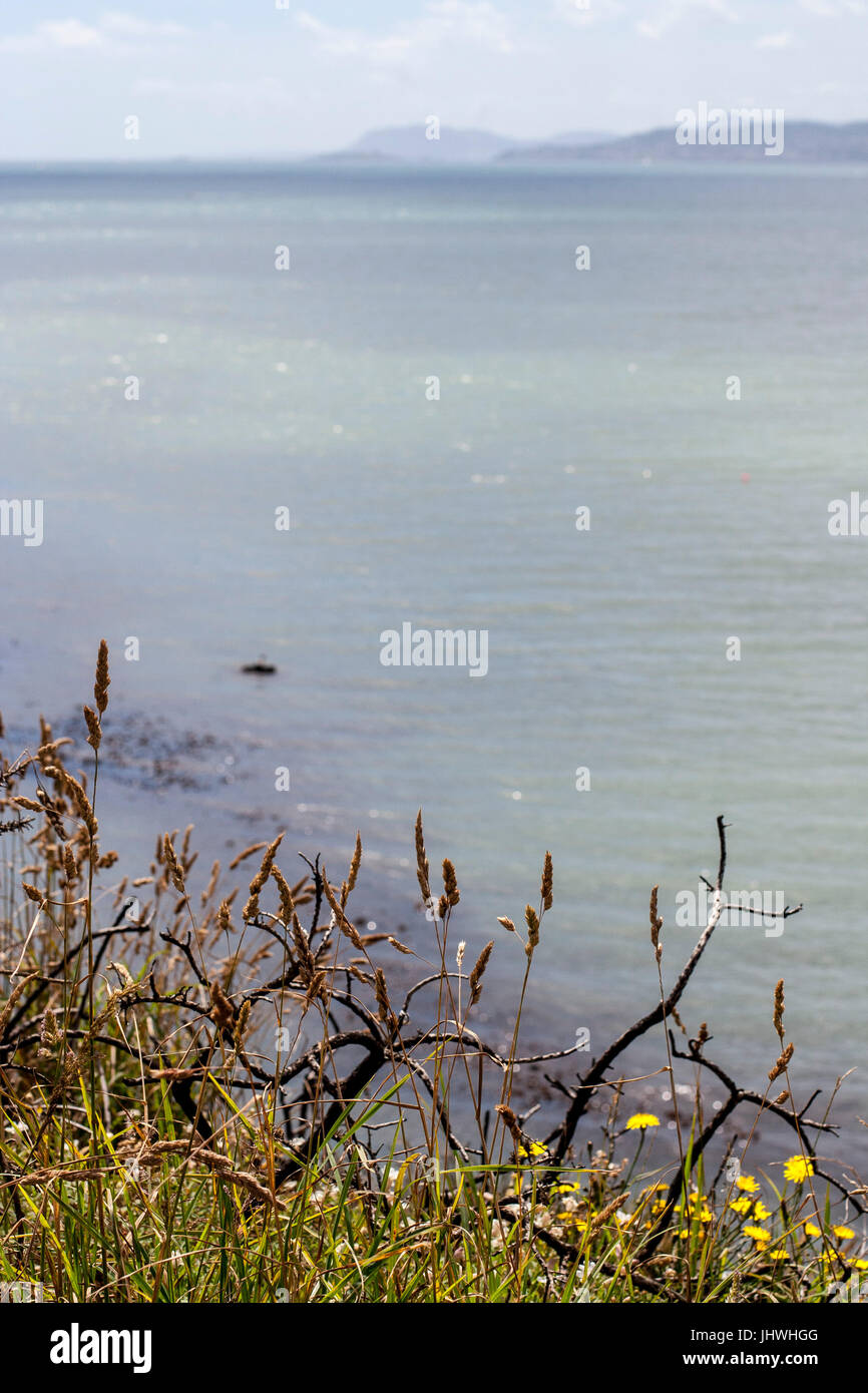 Black Tree branches mose burnt from Gorse Fire on Cliff Tops Howth in ...