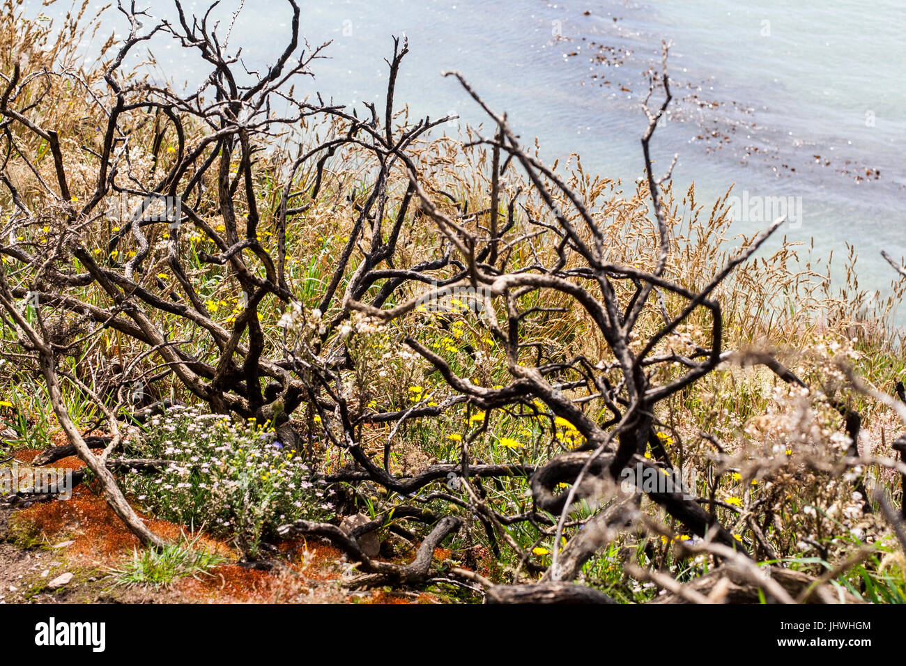 Black Tree branches mose burnt from Gorse Fire on Cliff Tops Howth in ...