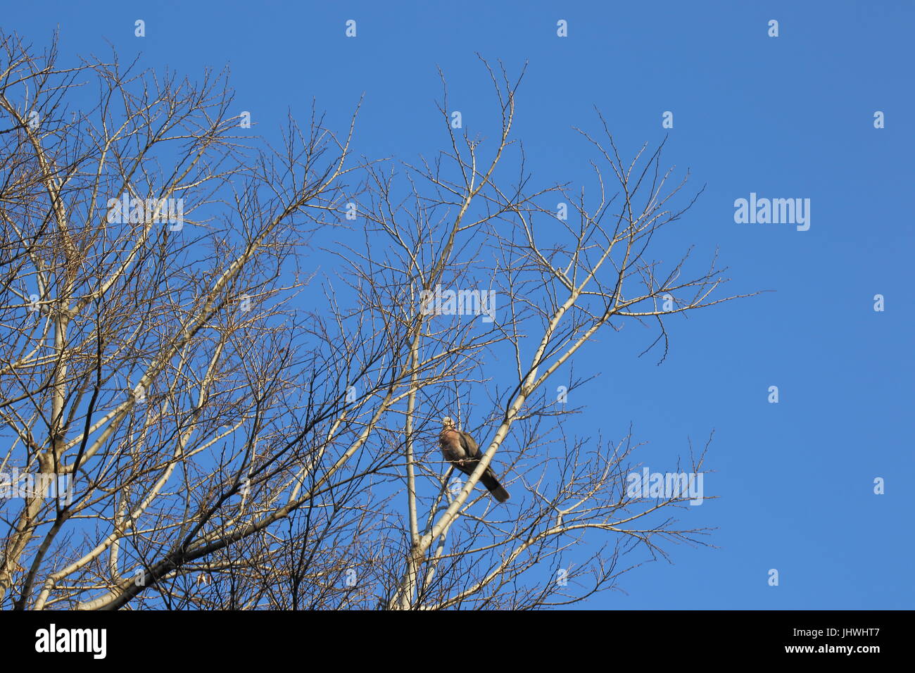 Leafless winter tree branches against a stark and cold blue sky in ...