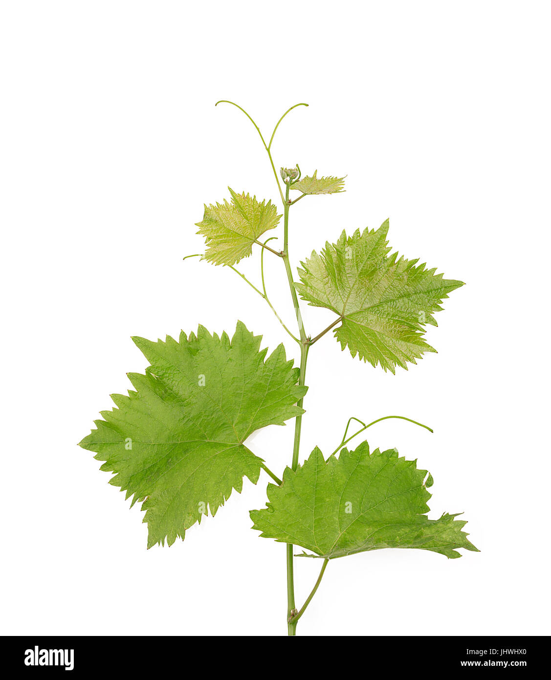 Branch of grape vine on white background. Stock Photo