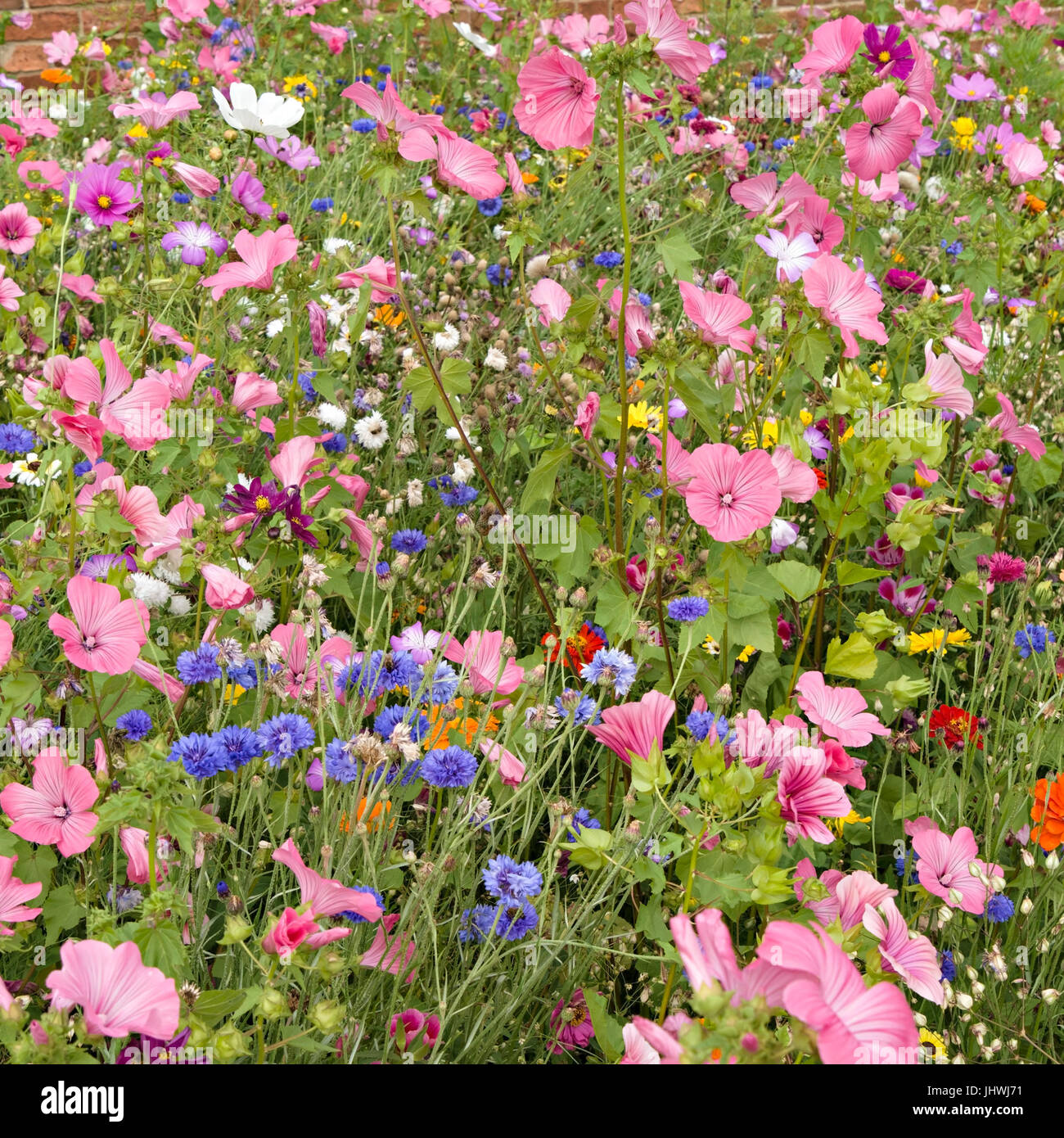 Very bright and colourful informal garden flower border in Summer, UK Stock Photo
