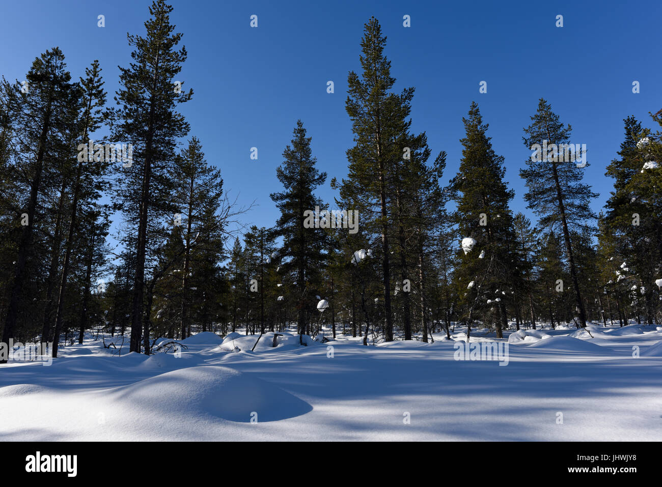 Taiga Forest in early spring near the Fells of Urho Kekkonen National