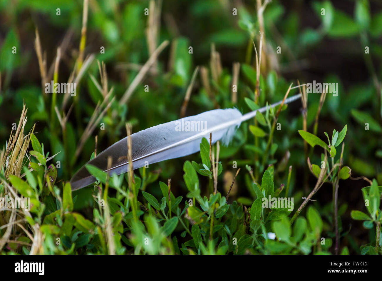 Fallen pigeon's feather lying on the grass. Stock Photo