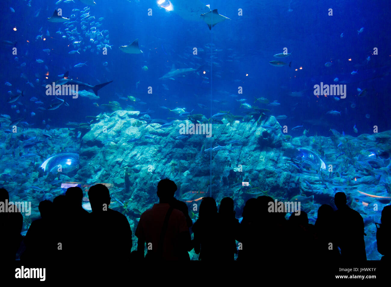Silhouette of people standing in front of a huge aquarium Ocean Park, Hong  Kong, China Stock Photo - Alamy