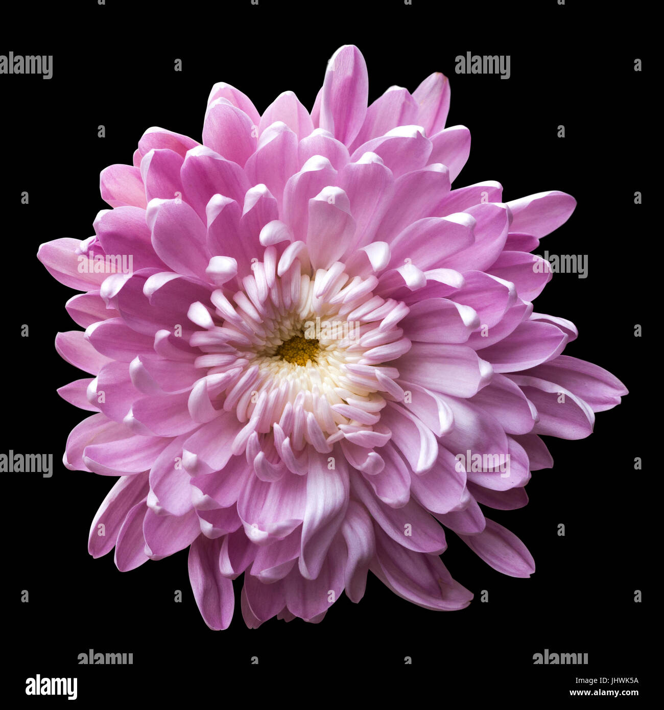 one pink flower on black background Stock Photo