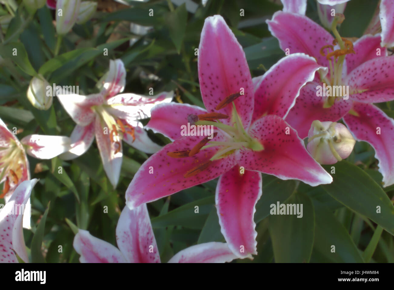 Stargazer Oriental Lily Bulbs, Lilium High Country Gardens, 47 OFF