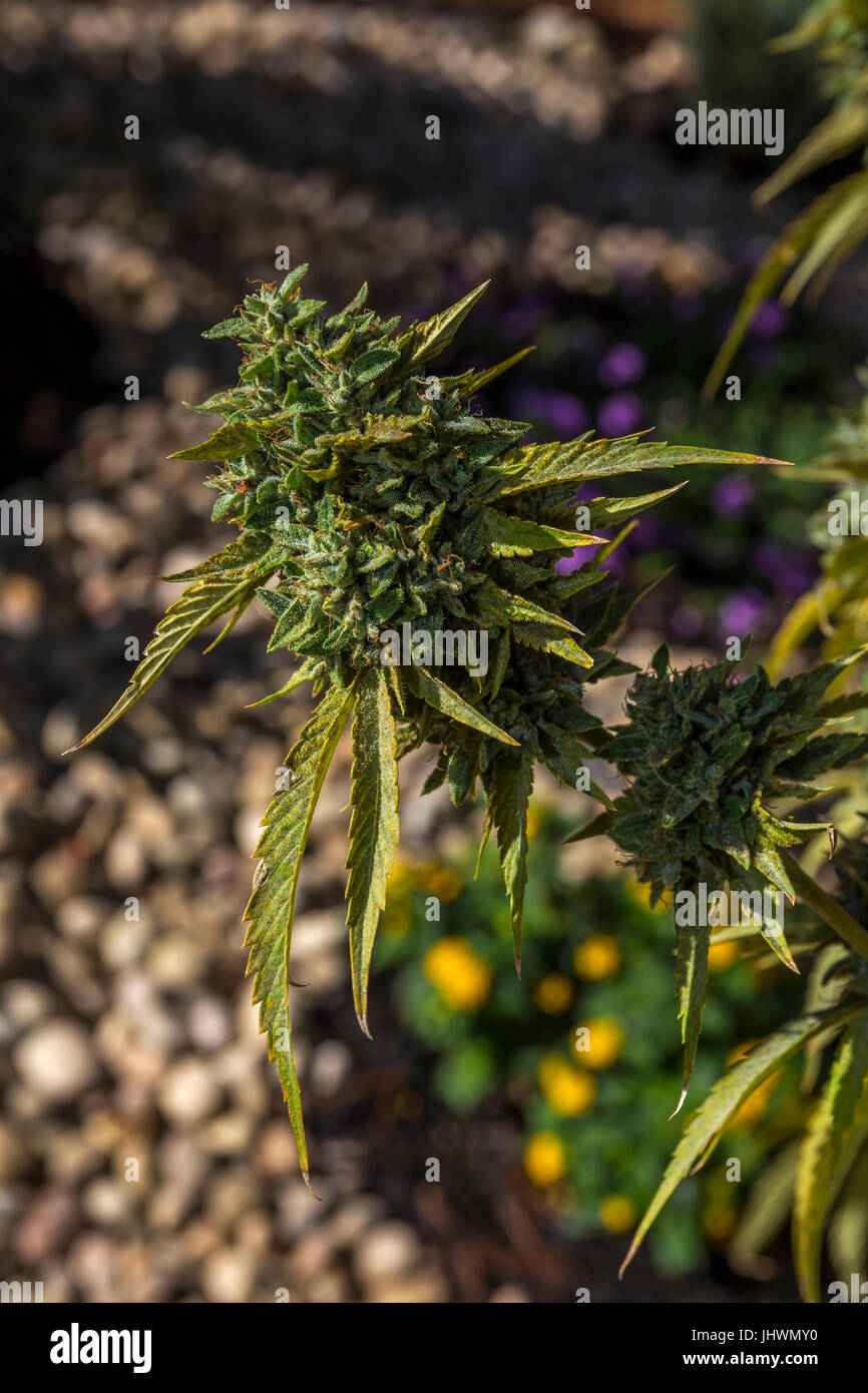 cannabis indica, C indica, indica, cannabis plant, marijuana plant, medical marijuana, alternative medicine, medicinal plant, California Stock Photo