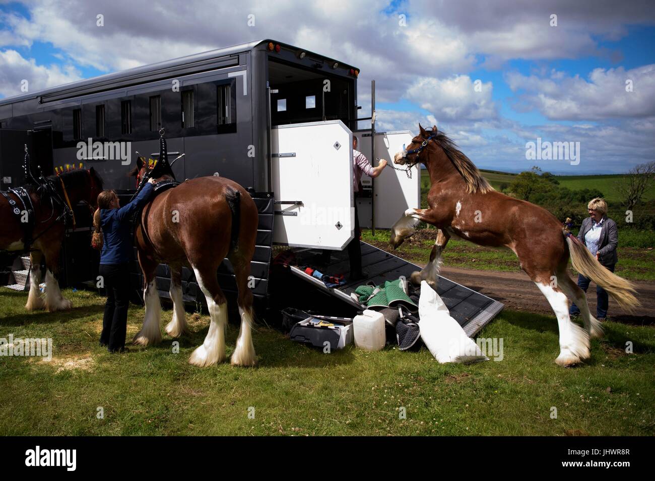 Clydesdale horses are prepared for events at the Heavy Horse Show at