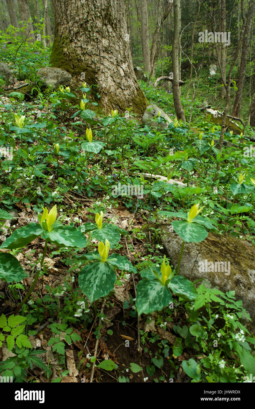 Yellow Trillium, a Spring Wildflower, in the Great Smoky Mountains