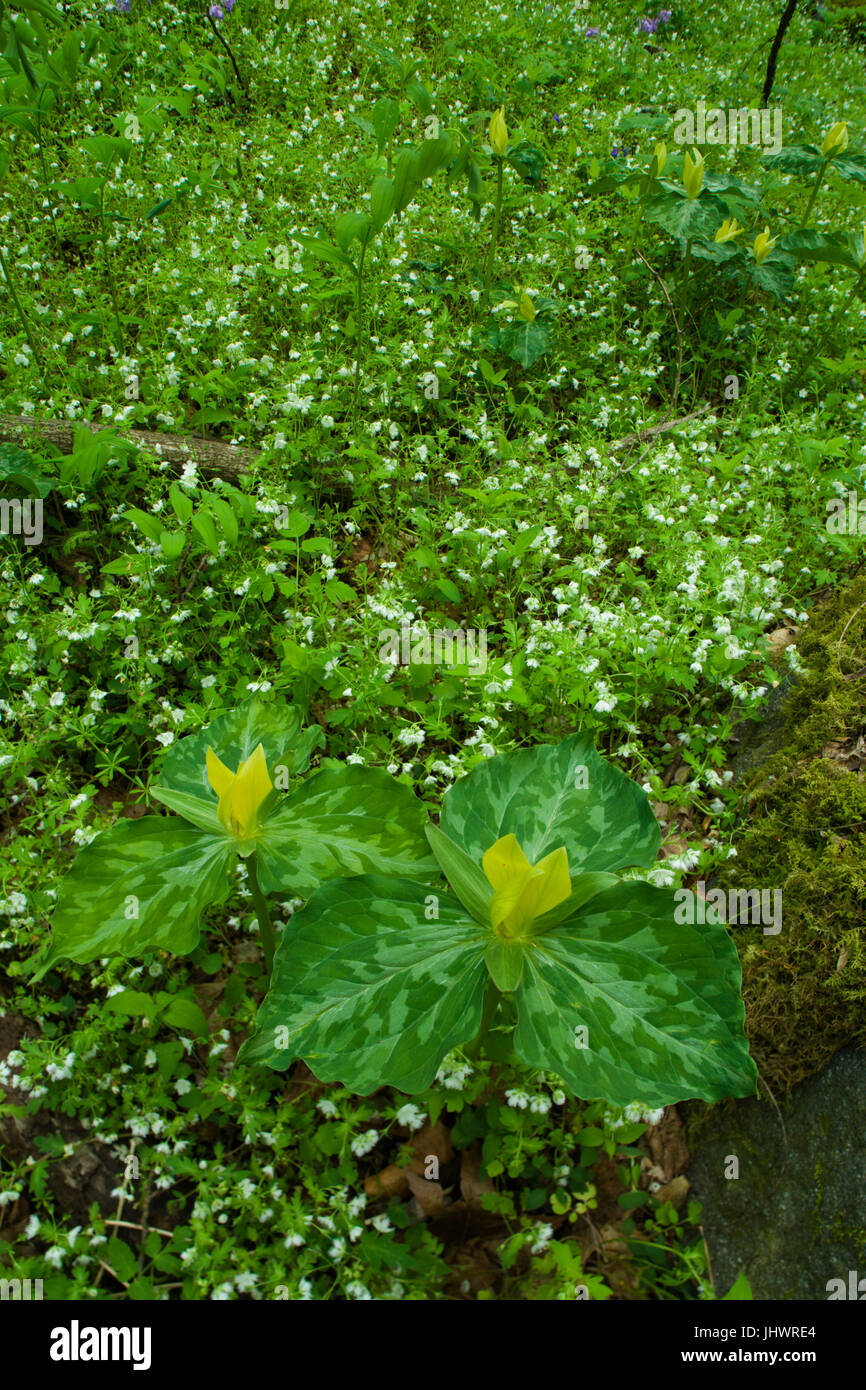 Yellow Trillium, a Spring Wildflower, in the Great Smoky Mountains