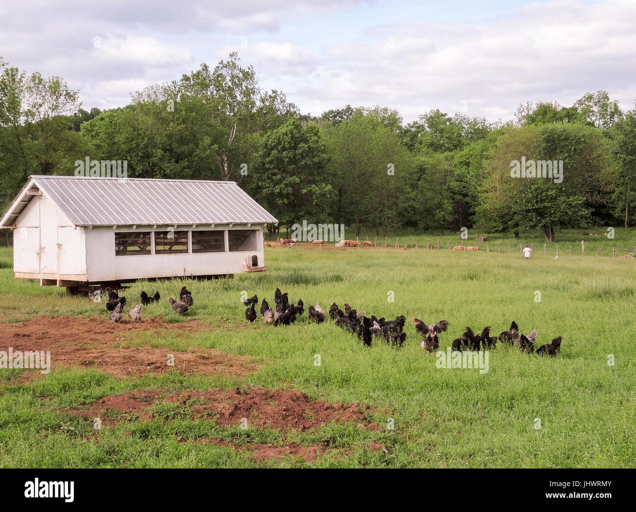 White Movable hen house in field with hens , chickens Stock Photo