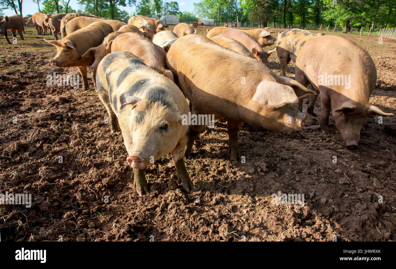 Clean  spotted Pigs standing in dirt on small farm Stock Photo