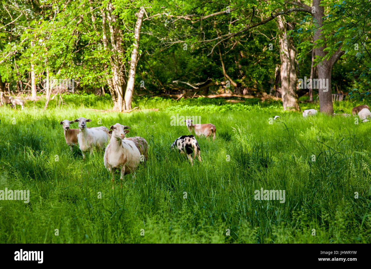 Lamb and sheep in field Stock Photo