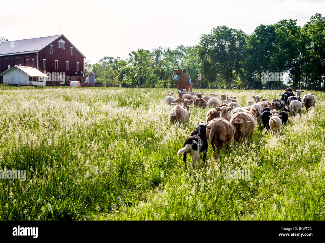 Farmer with bucket of feed on shoulder with Katahdin lambs and sheep following him to Red barn,  in field Stock Photo