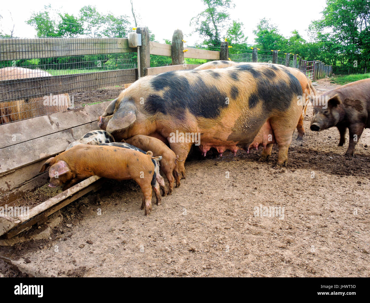 Mother pig and piglets eating from trough on small farm Stock Photo