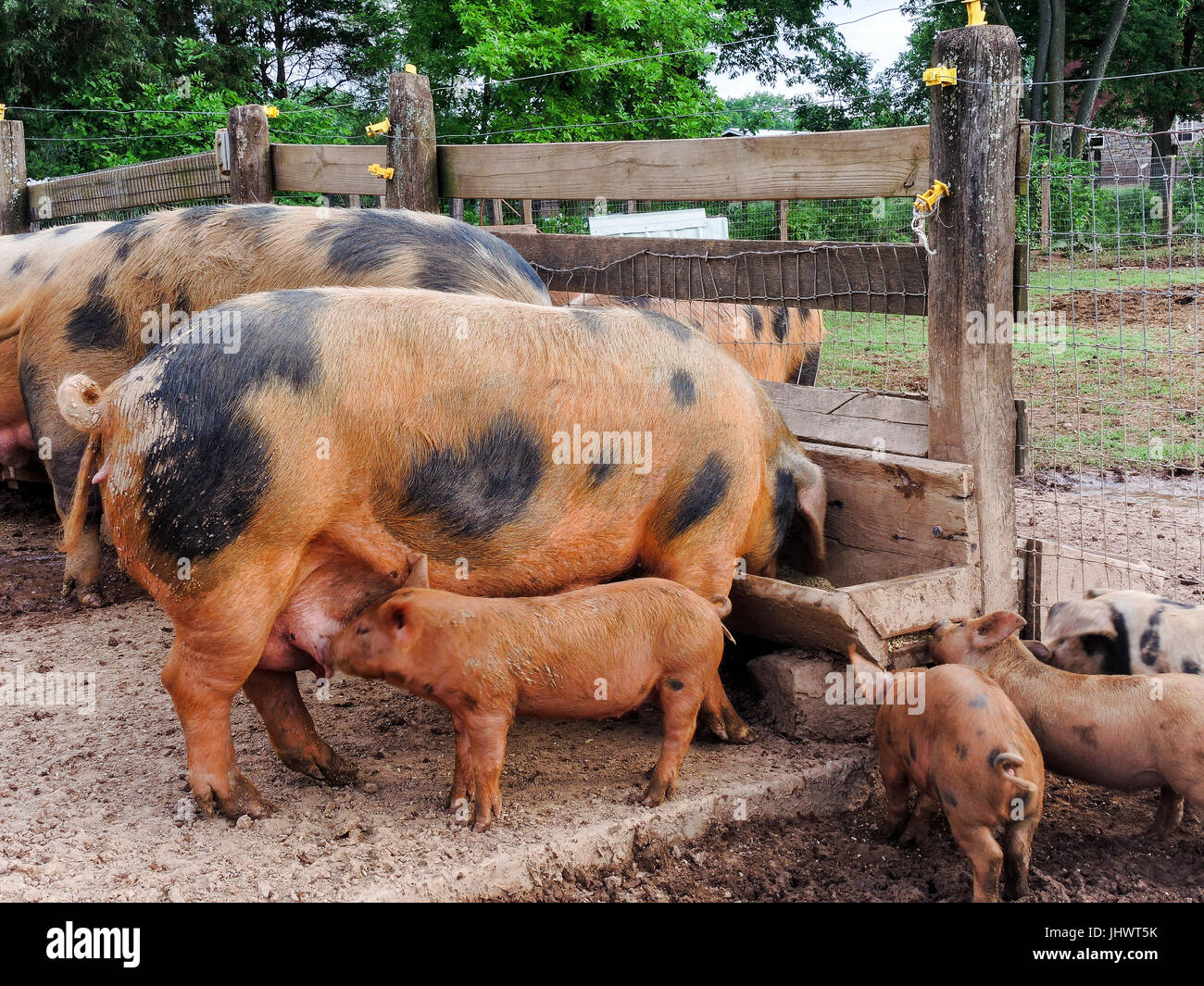 pig and Piglet feeding from mother while mother eats from trough Stock Photo