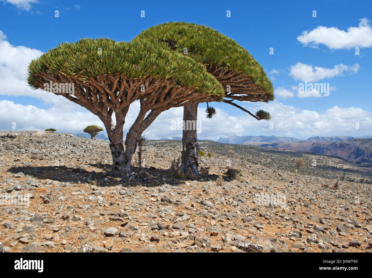 The Dragon Blood trees forest and the canyon of Shibham, protected area of the Dixam Plateau, island of Socotra, Unesco world heritage site since 2008 Stock Photo