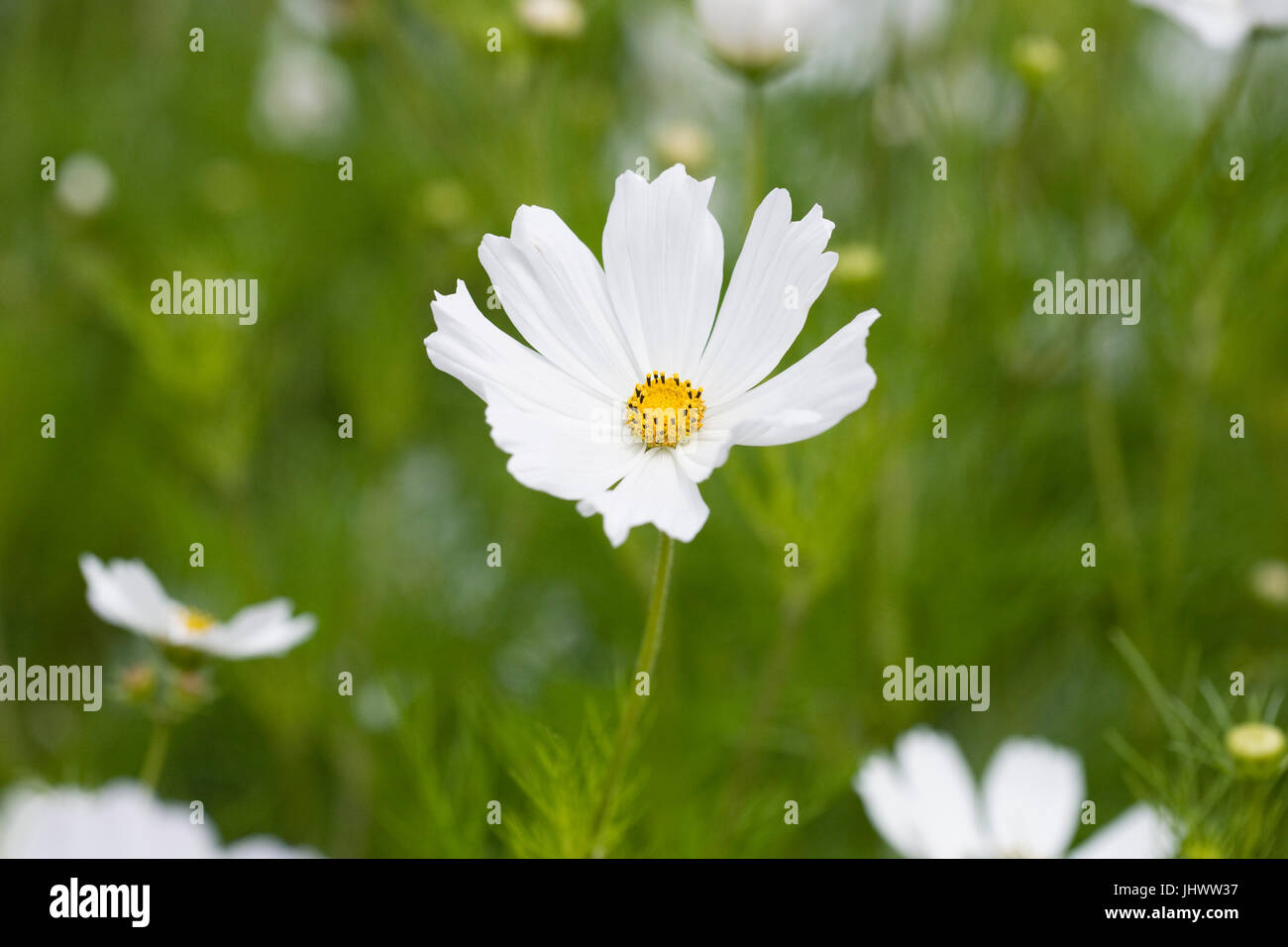 Cosmos bipinnatus 'Purity' flowers. Stock Photo