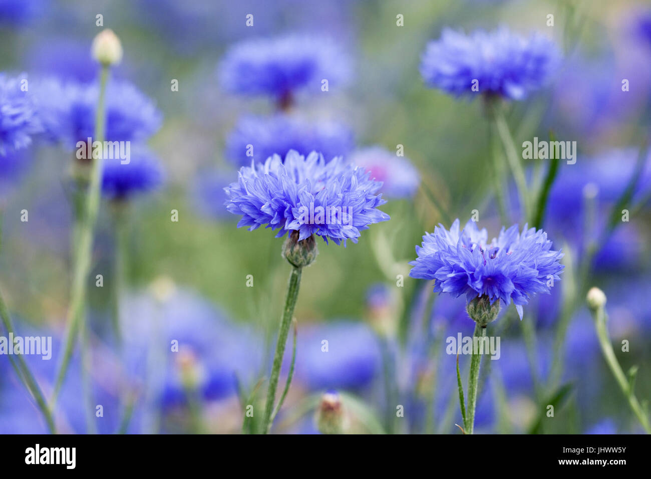 Cornflower 'Blue Diadem' flowers. Stock Photo