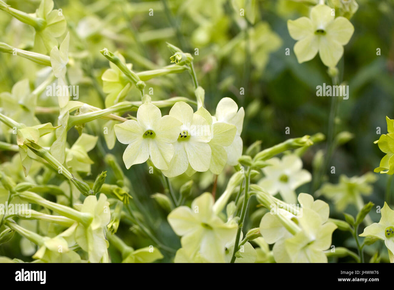Nicotiana flowers in a summer garden . Stock Photo