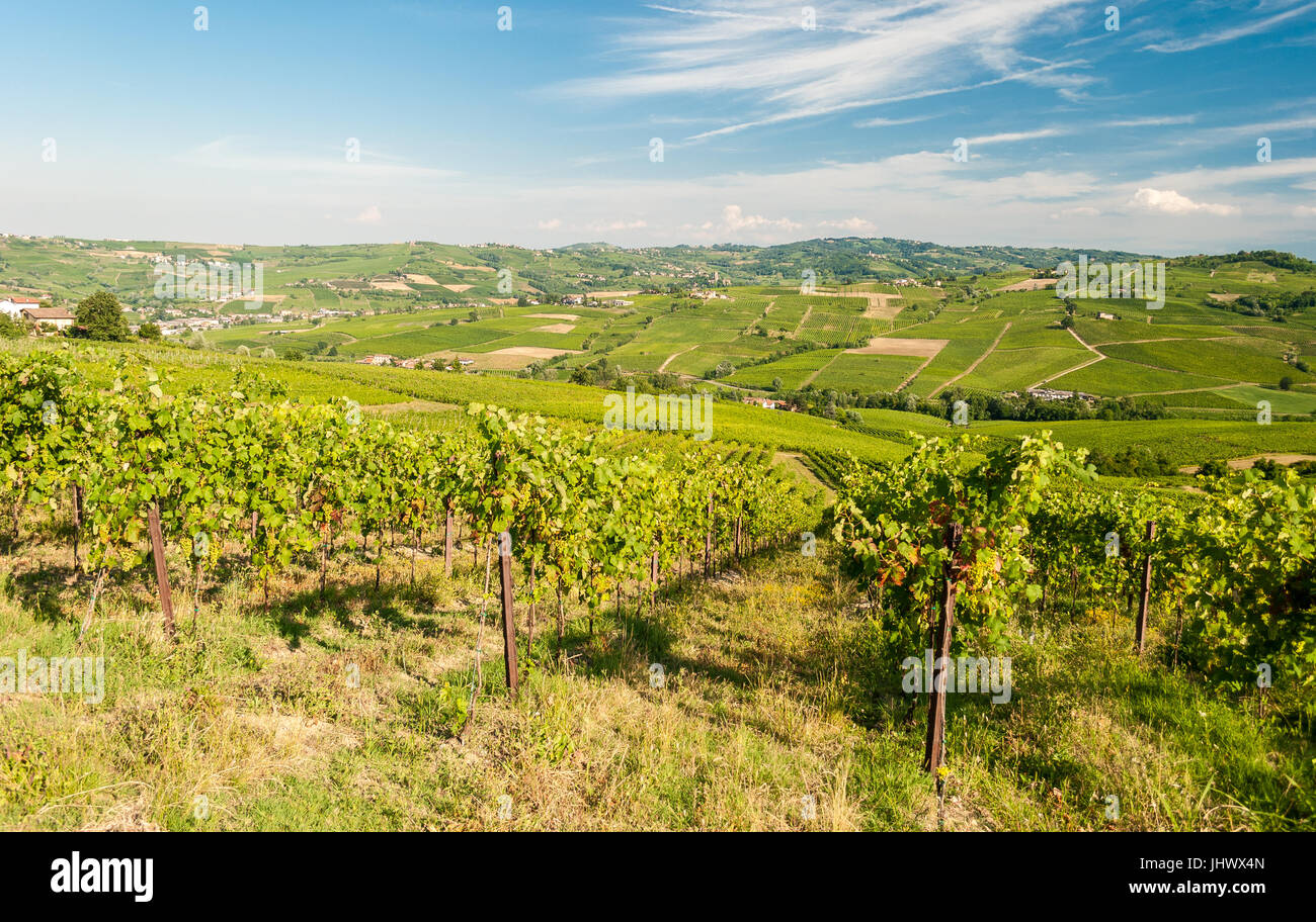 Vineyards in the hills of Oltrepo' Pavese, near Pavia Stock Photo