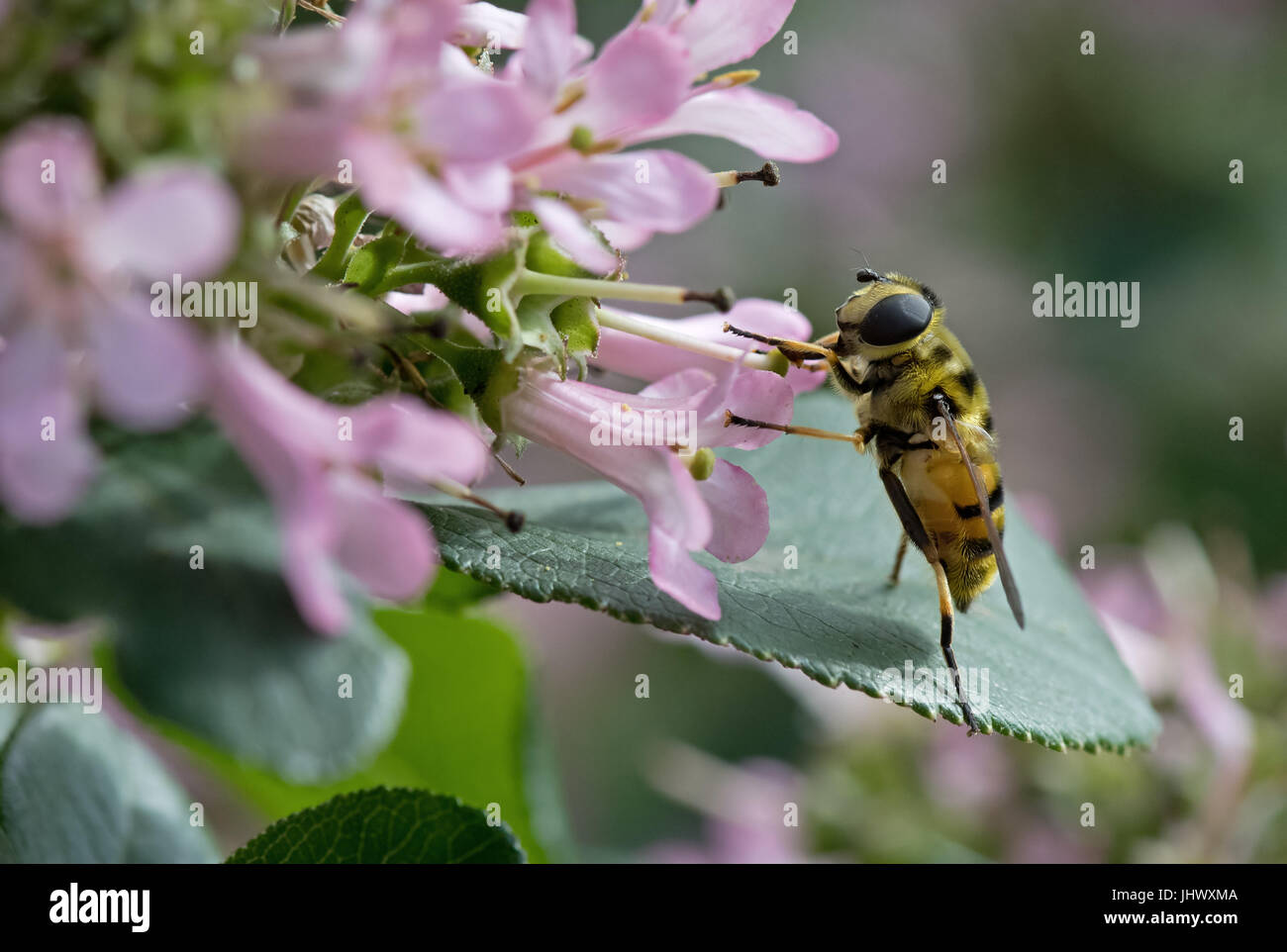 Hoverfly nectaring on Escallonia 'Pink Elle'. Uk Stock Photo
