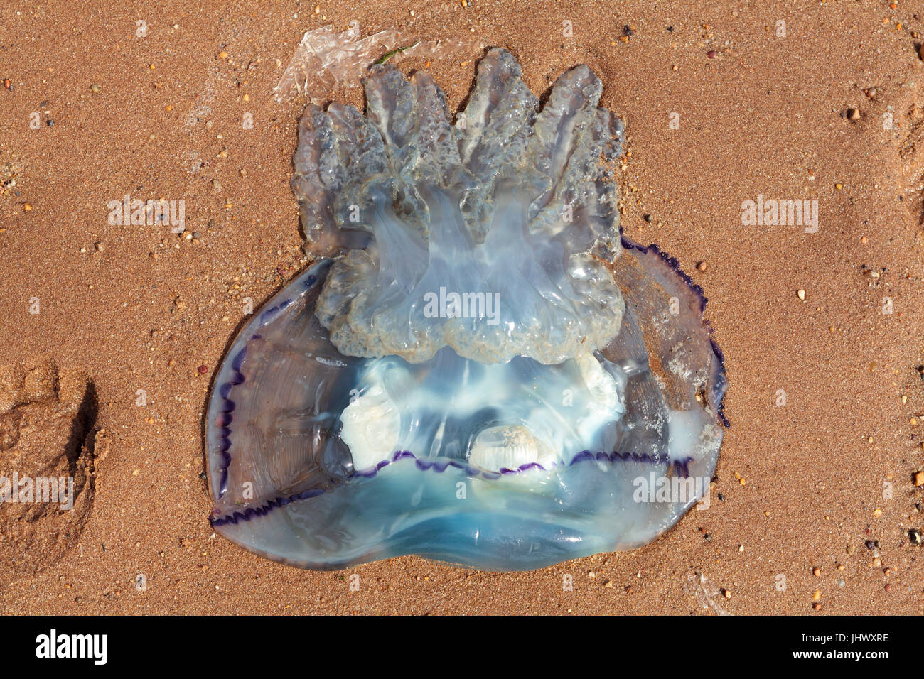 Jellyfish On Beach Stock Photo