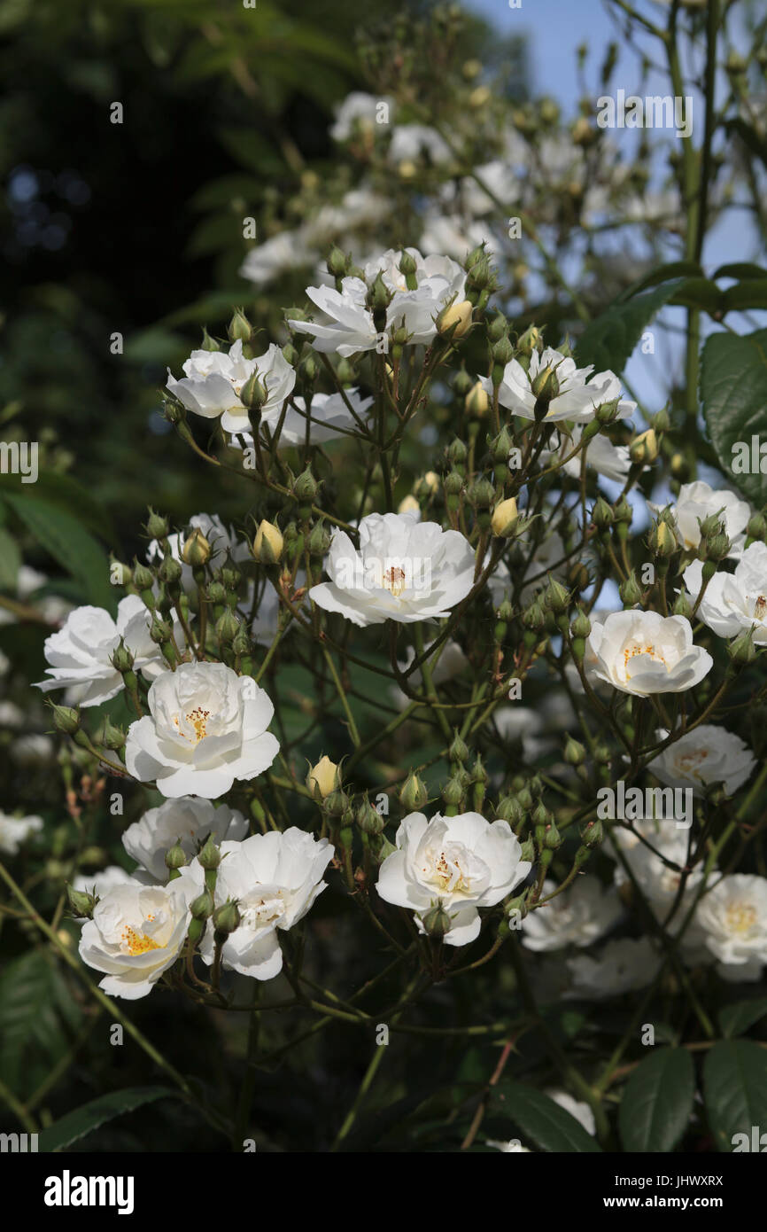 Small white roses in bloom Stock Photo Alamy