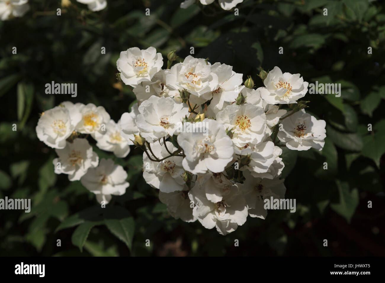Small white roses in bloom Stock Photo Alamy