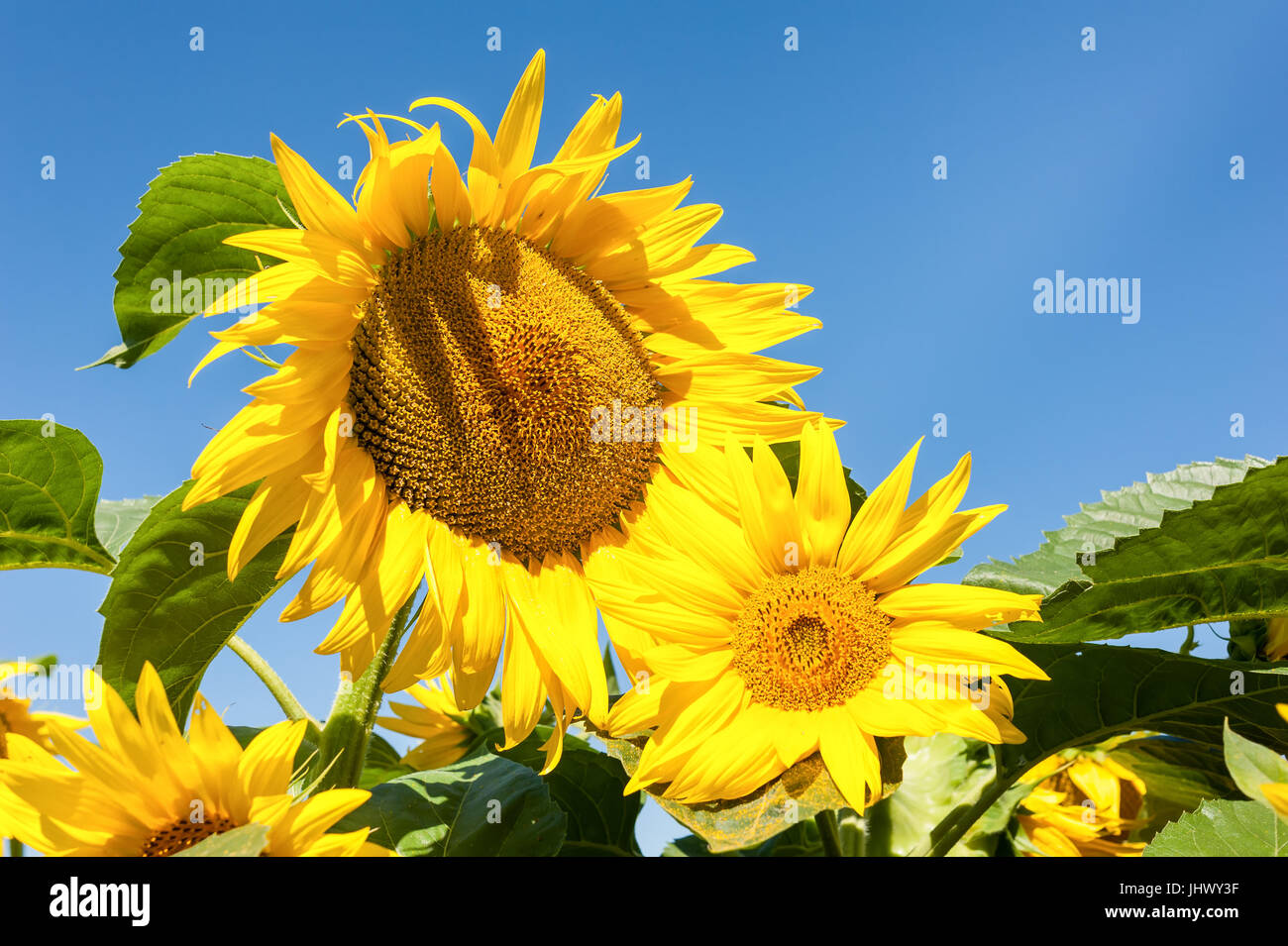 Sunflower in blossom. Sunflower blue sky landscape. Sunflowers close up. Stock Photo