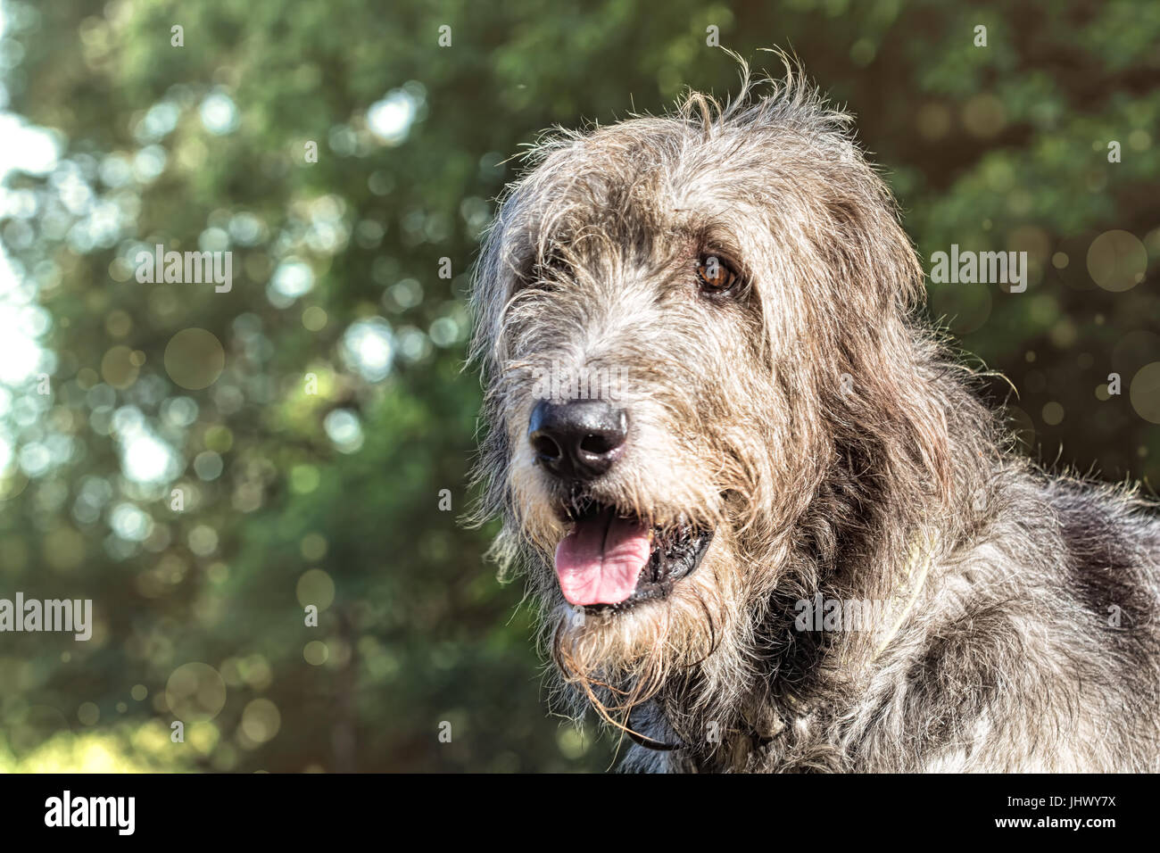 Portrait of an Irish wolfhound on a blurred green background Stock Photo