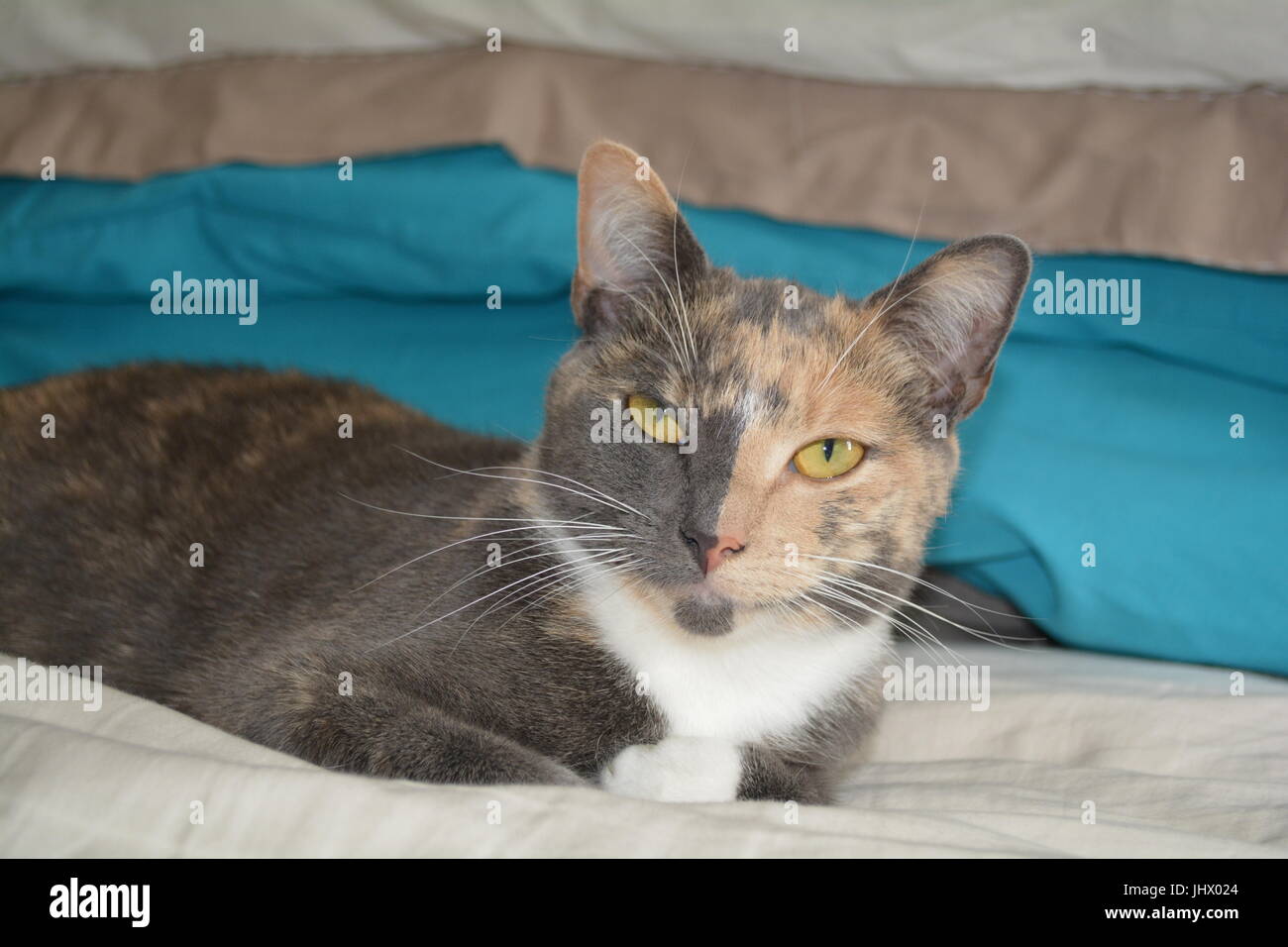Split face cat hires stock photography and images Alamy