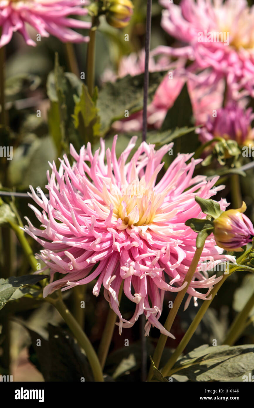 Pink and white Dahlia flower is found in Mexico and is the national flower. Stock Photo
