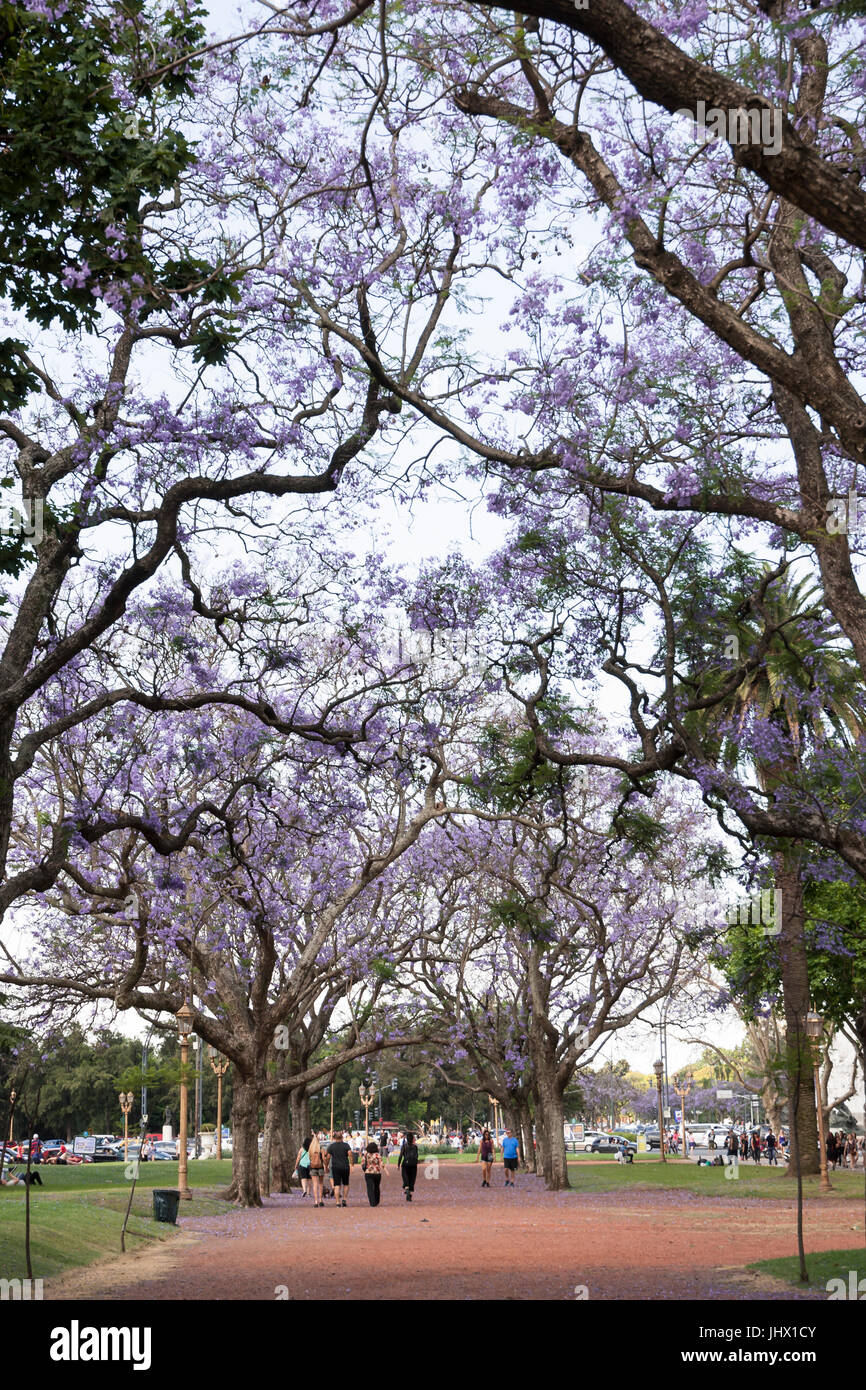 Buenos Aires, Argentina, during springtime. People walking under jacaranda trees. Bosques de Palermo Stock Photo