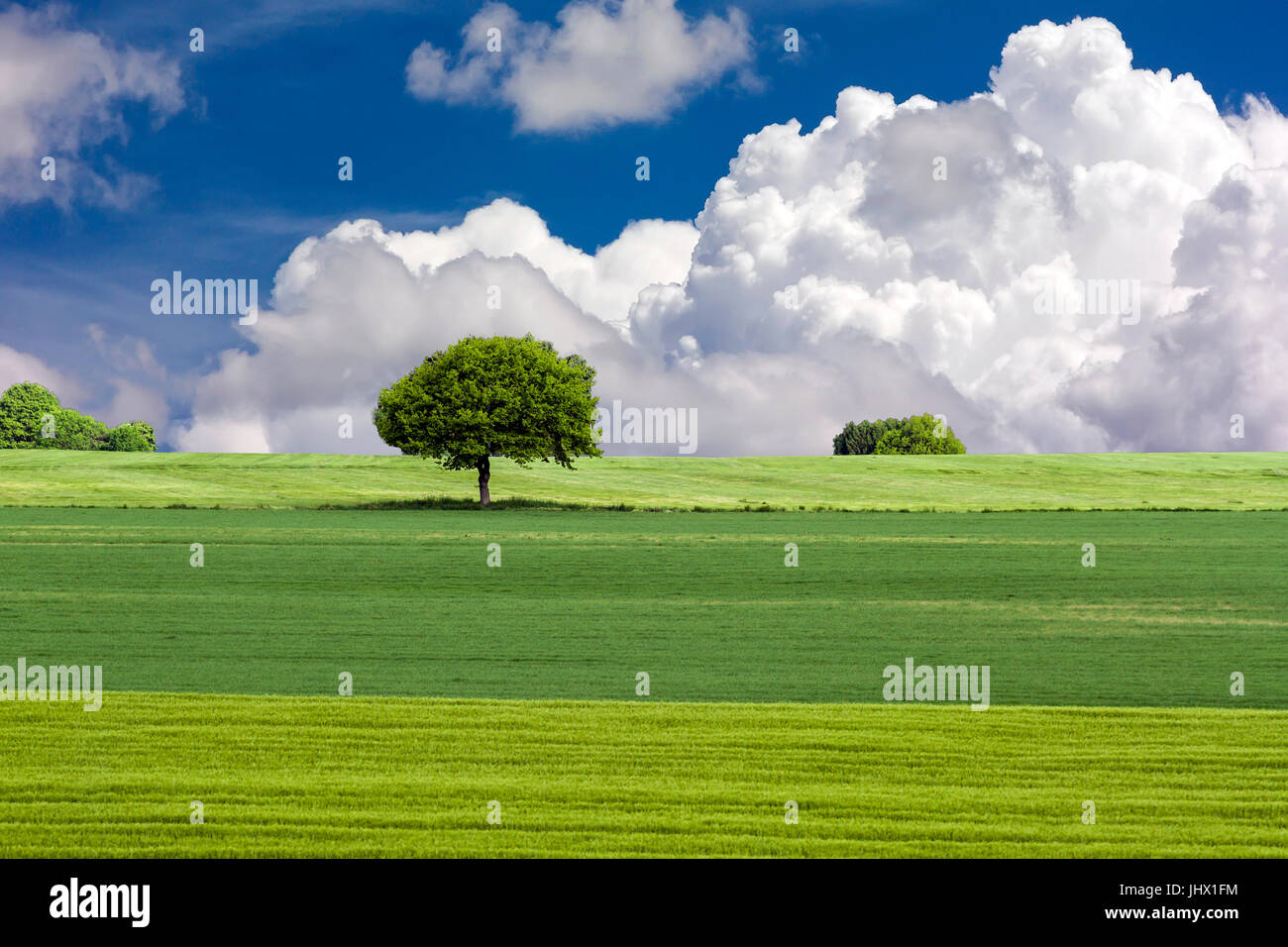 Green field and tree with blue sky and clouds Stock Photo - Alamy