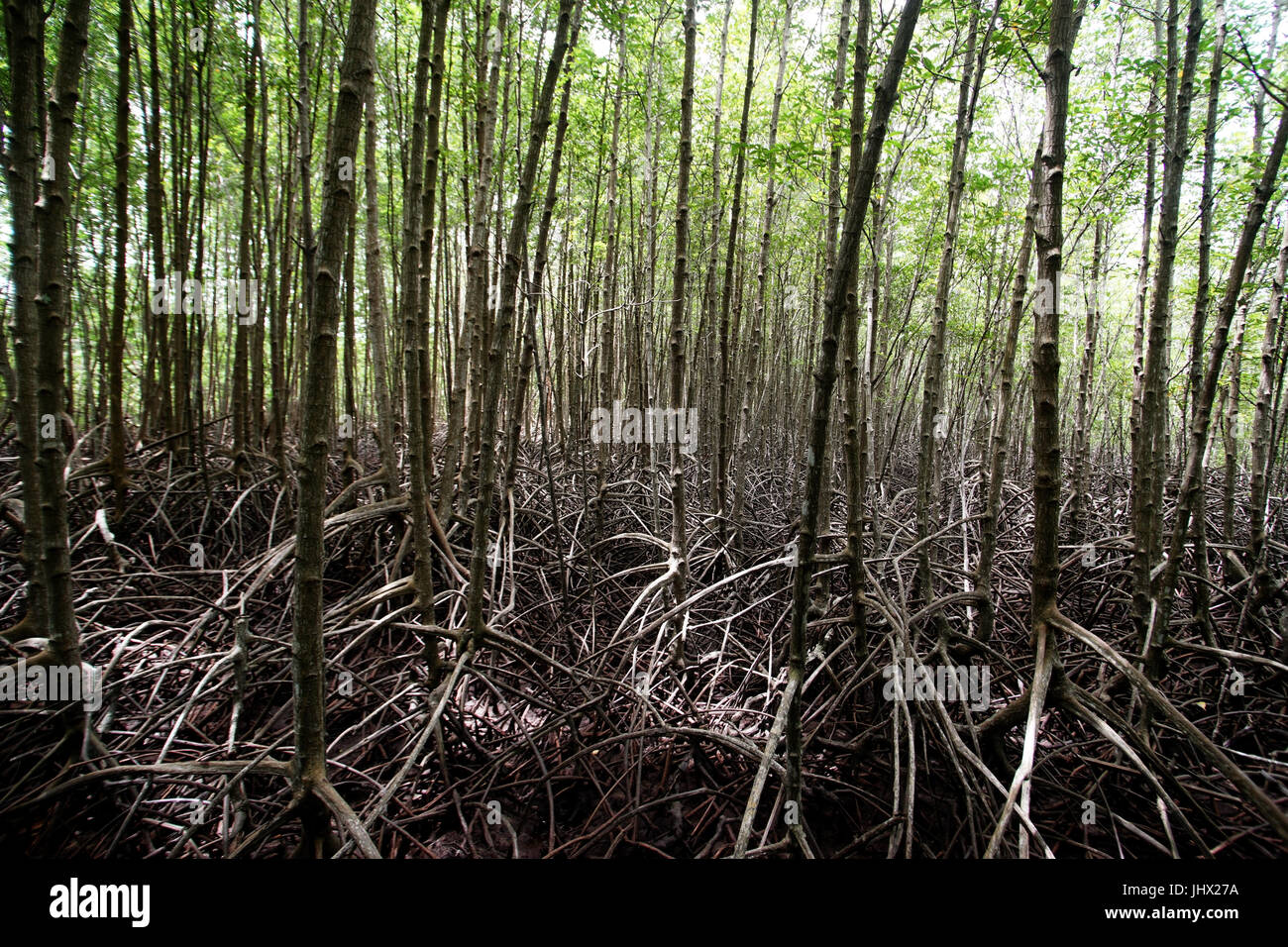 stilt root of the mangrove trees photo Stock Photo Alamy