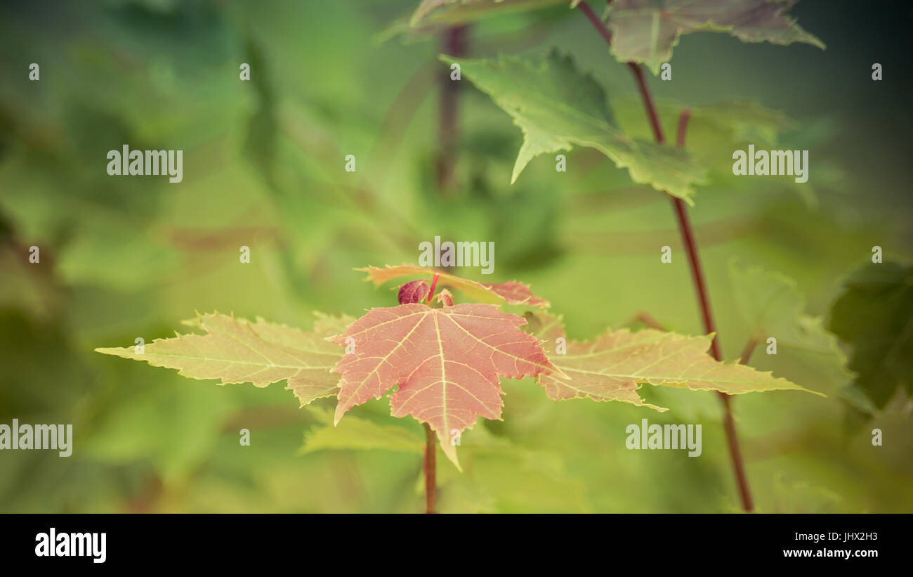 Red Maple Leaves with Blurred Background Stock Photo - Alamy