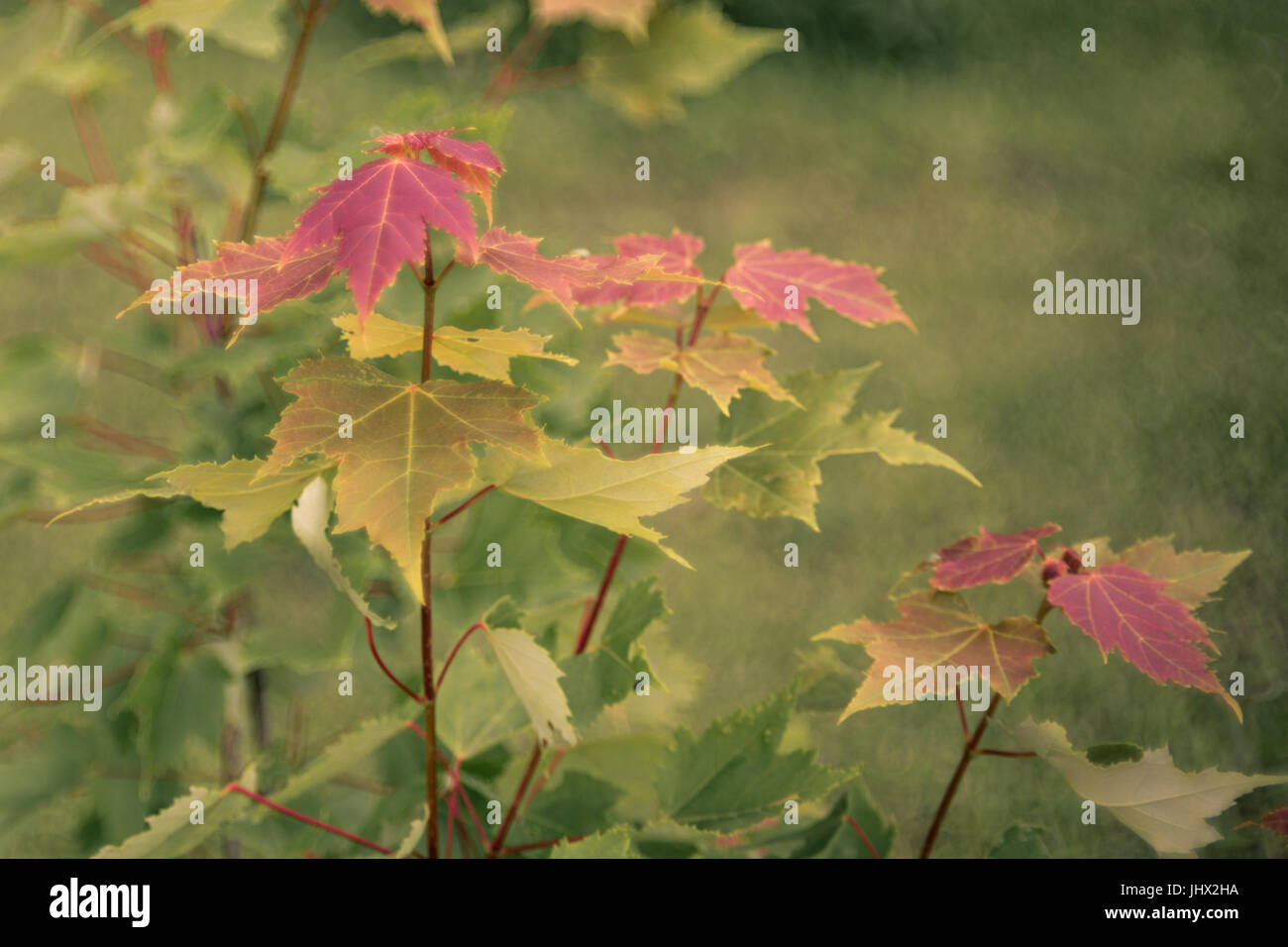 Maple Leaves in Summer Stock Photo - Alamy