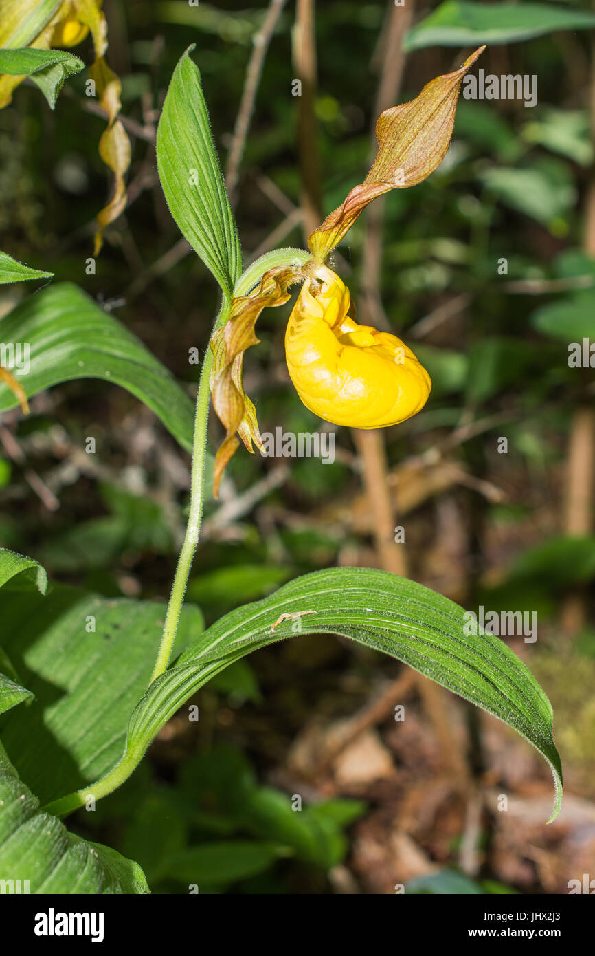 Greater Yellow Lady's-slipper Stock Photo