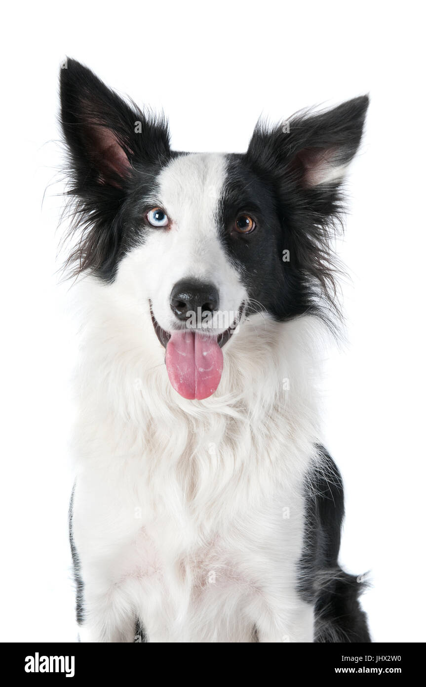 pic Adorable Black And White Border Collie Puppy https www alamy com stock photo cute black and white border collie puppy dog with bicolor eyes similing 148705116 html