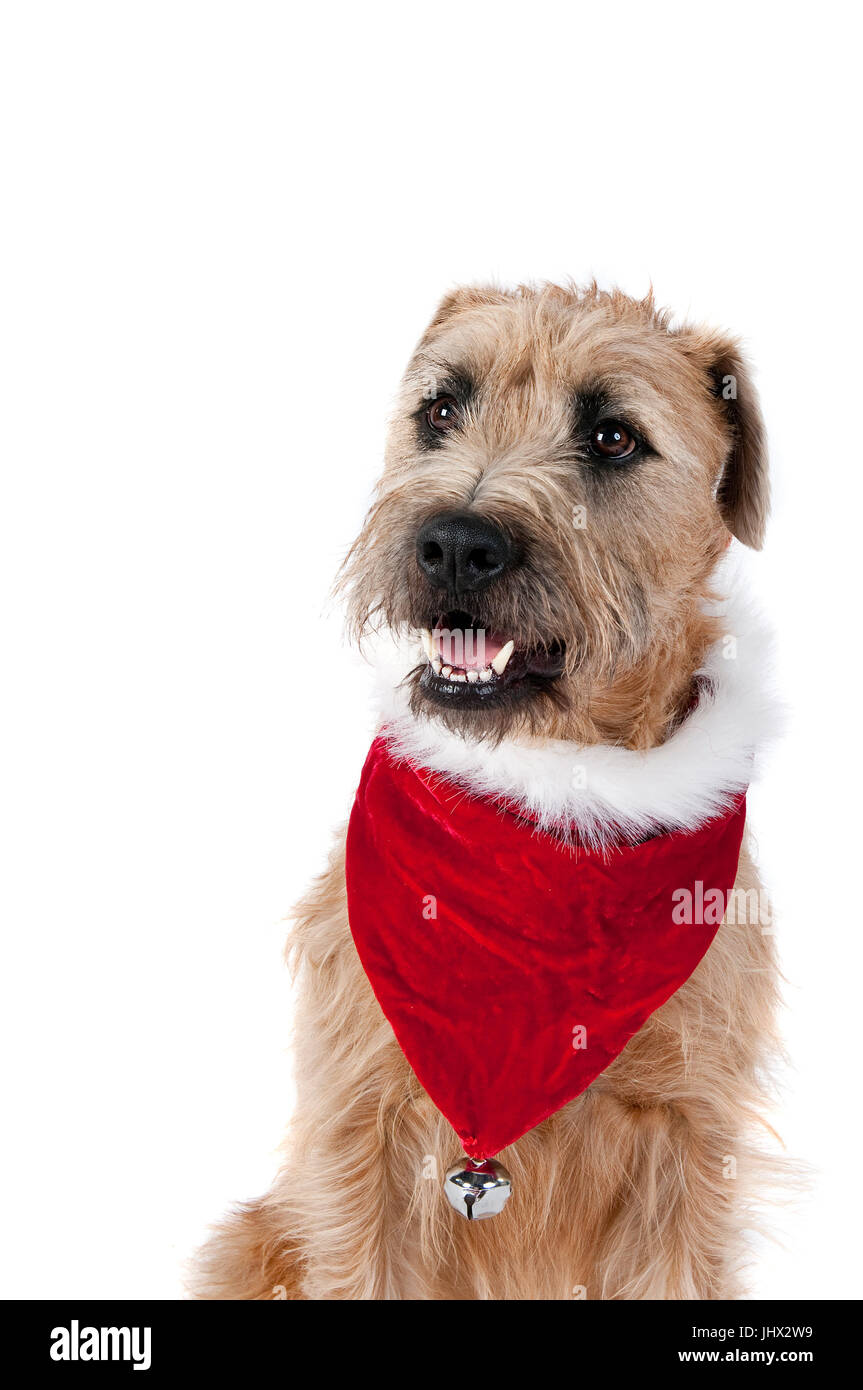 Are Collar Bells Bad Dog