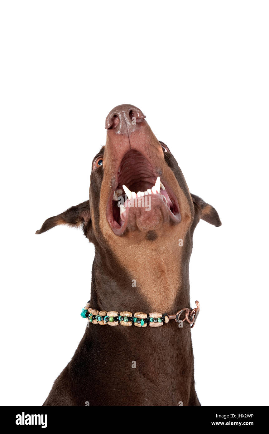 Beautiful Brown Doberman Pinscher dog laughing or howling, looking up on white background with copy space. Stock Photo