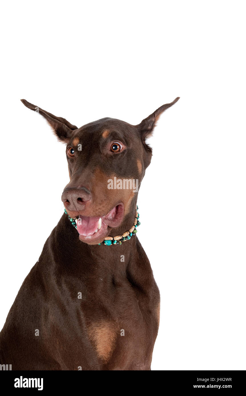 Beautiful Headshot of Brown and tan Doberman Pinscher dog with mouth open, smiling isolated on white. Stock Photo
