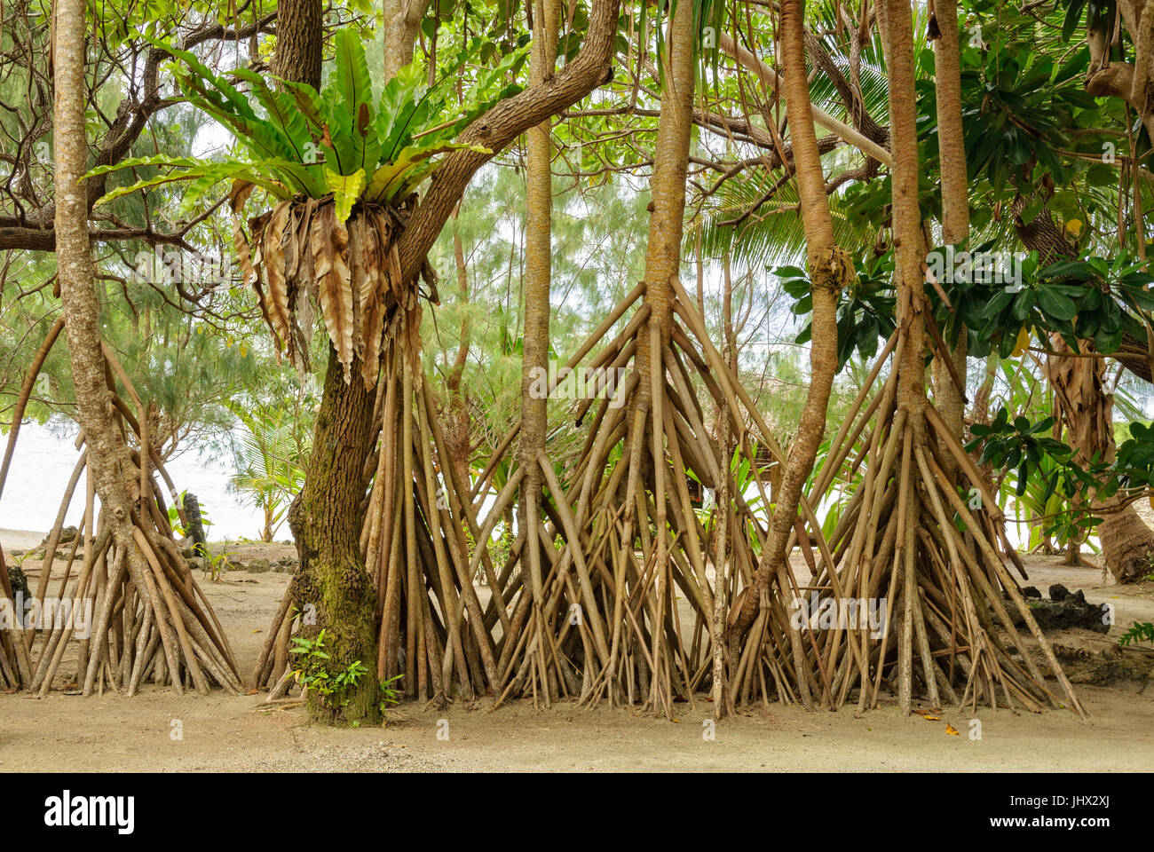 Stilt Roots Of Pandanus