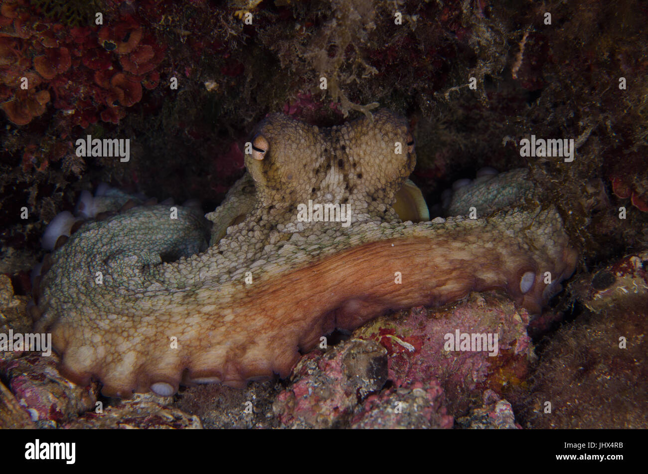 Common octopus, Octopus octopus, Mollusca Decapoda, Tor Paterno Marine Protected Area, Rome, Lazio, Italy, Mediterranean Sea Stock Photo