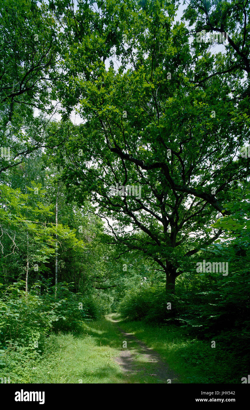 Path through Gamlingay Wood in Cambridgeshire Stock Photo Alamy